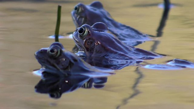 Kreuzkr&ouml;te (Epidalea calamita) - Natterjack toa