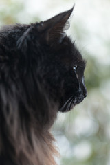 portrait of black cat, isolated