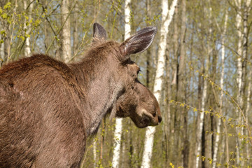 Łoś © Krzysztof