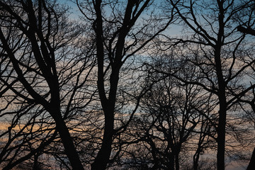 Trees against the backdrop of the setting sun .