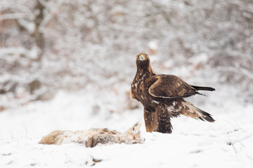 Young Golden Eagle portrait in natural habitat with killed fox.