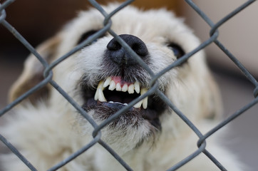 Angry aggressive white dog with crooked bared teeth in a rage behind metal grid, selective focus, close-up