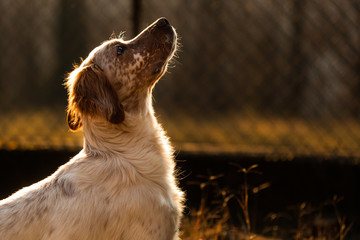 Portrait of hunting dog, English setter in outdoor