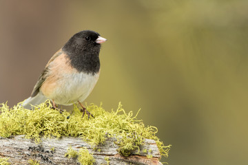 Obraz premium Male Dark-eyed Junco #2
