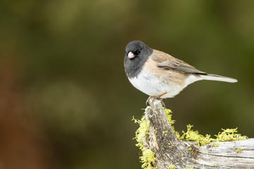 Male Dark-eyed Junco