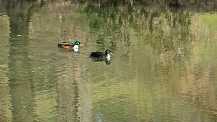 Hybrid-Stockentenpaar im Teich (Anas platyrhynchos)
