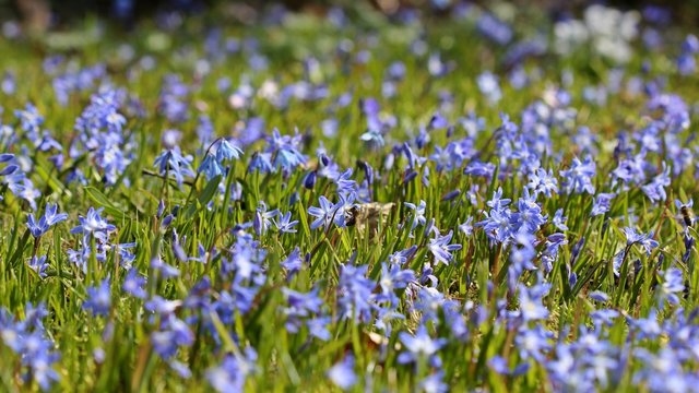 Biene auf Gew&ouml;hnlicher Sternhyazinthe (Chionodoxa luciliae) 