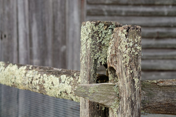 old weathered and rotten Wooden fence and fence posts covered with Lichen and moss in an old historic village in the south jersey forest