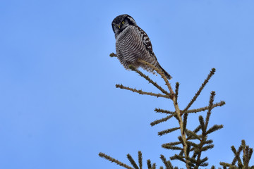 Northern Hawk Owl (Surnia ulula)