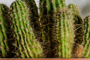 Amazing background from the bush of the green cactus in the room