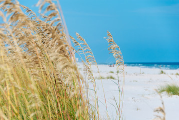 Sea reeds sway in the wind with beautiful white sand beaches in the background with bright blue sky and deep blue waters.