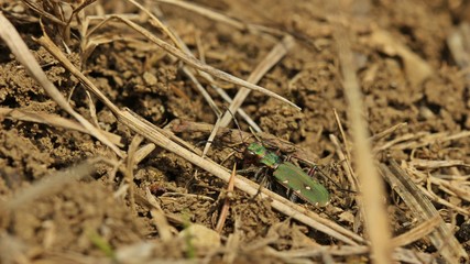 Feldsandläufer (Cicindela campestris) im Frühling
