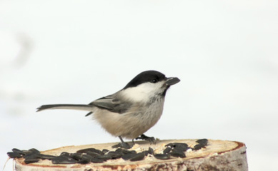 Obraz na płótnie Canvas Tit with a seed in its beak