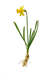Narzisse / Osterglocke mit Zwiebel und Blüte freigestellt auf weiß 