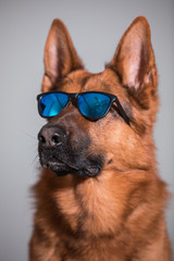 close-up of a cute german shepherd dog with sunglasses