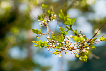 Cherry blossoms over blurred nature background Spring flowers Spring Background with bokeh Tree branch with cherry flowers over natural green background