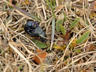 Paarung des Kleinen Tatzenkäfers (Timarcha goettingensis) 
