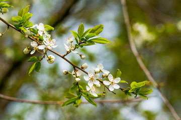 Cherry blossoms over blurred nature background Spring flowers Spring Background with bokeh Tree branch with cherry flowers over natural green background