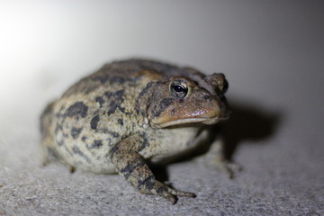 Frog at night
