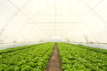 Green lettuce salad planted in the green house. High angle shot. Organic food.