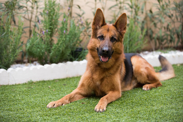 Cute German shepherd dog lying on the grass in a garden