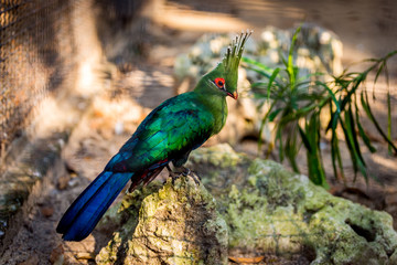 Green bird with beautiful feathers.