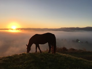 horse silhouette with mystical sundown landscape