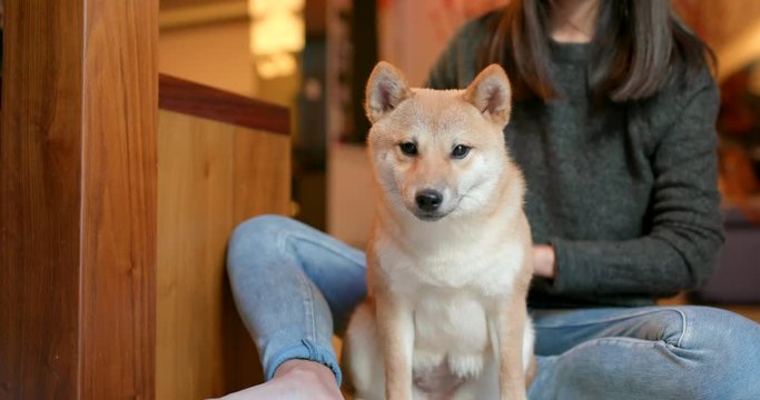 Woman brush her shiba inu dog at home