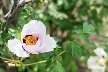 Bee collects nectar and flies. Beautiful pink peony