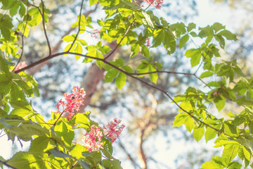 Beautiful pink chestnut blossom. Spring background. Close up