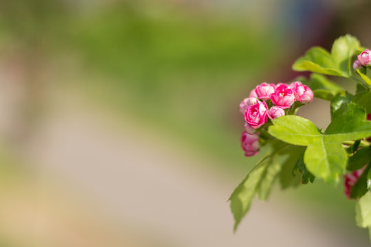 Beautiful pink hawthorn blossom. Spring background