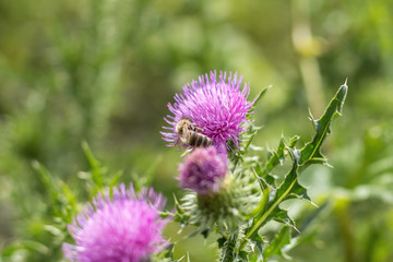 Obraz premium Pink purple flower heads, surrounded by spiny br.
