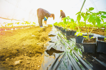 Close up of the tomato plant seedlings in the greenhouse, freshly planted. There are people in the background that are planting.