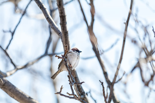 Sparrow on the branch. Sunny day. Blue sky. Beautiful early spring day.