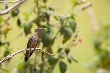 Close up Giant Hummingbird (Patagona gigas)