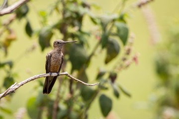 Close up Giant Hummingbird (Patagona gigas)