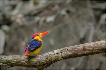 Oriental Dwarf Kingfisher