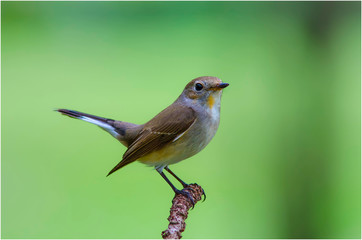 Red-throated Flycatcher