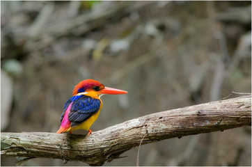 Oriental Dwarf Kingfisher