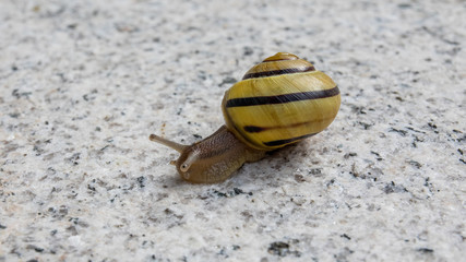 Schnecke mit Haus auf Granit