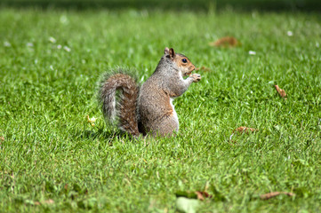 Little squirrel in a park in London