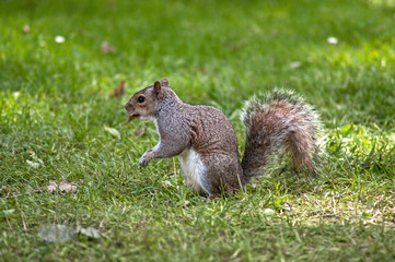 Naklejka na ściany i meble Little squirrel in a park in London
