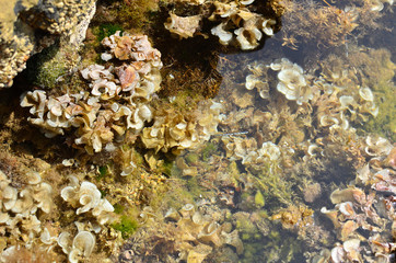 Transparent sea water with seaweeds on sea bottom