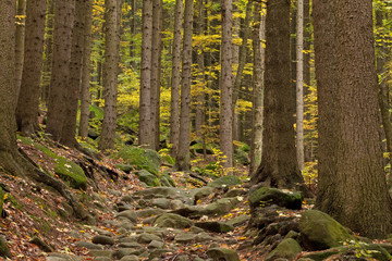 Obraz premium Mountain, forest, rock, Broumovsko