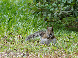 Front view of a heavy squirrel eatting in the grass