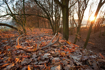 Red deer, antler