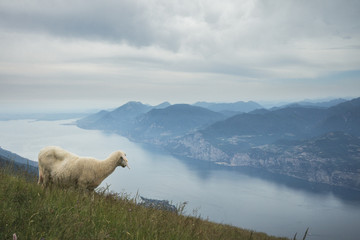 lamb with view over the lake garda