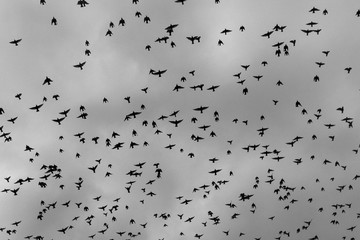 birds all over the sky black and white