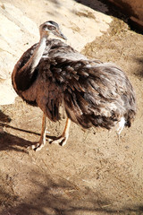 Portrait eines Strauß, Emu, Nandu 