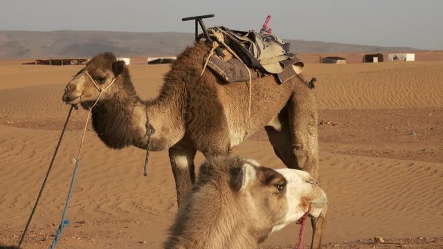 Two camels resting in Sahara desert, 4k
